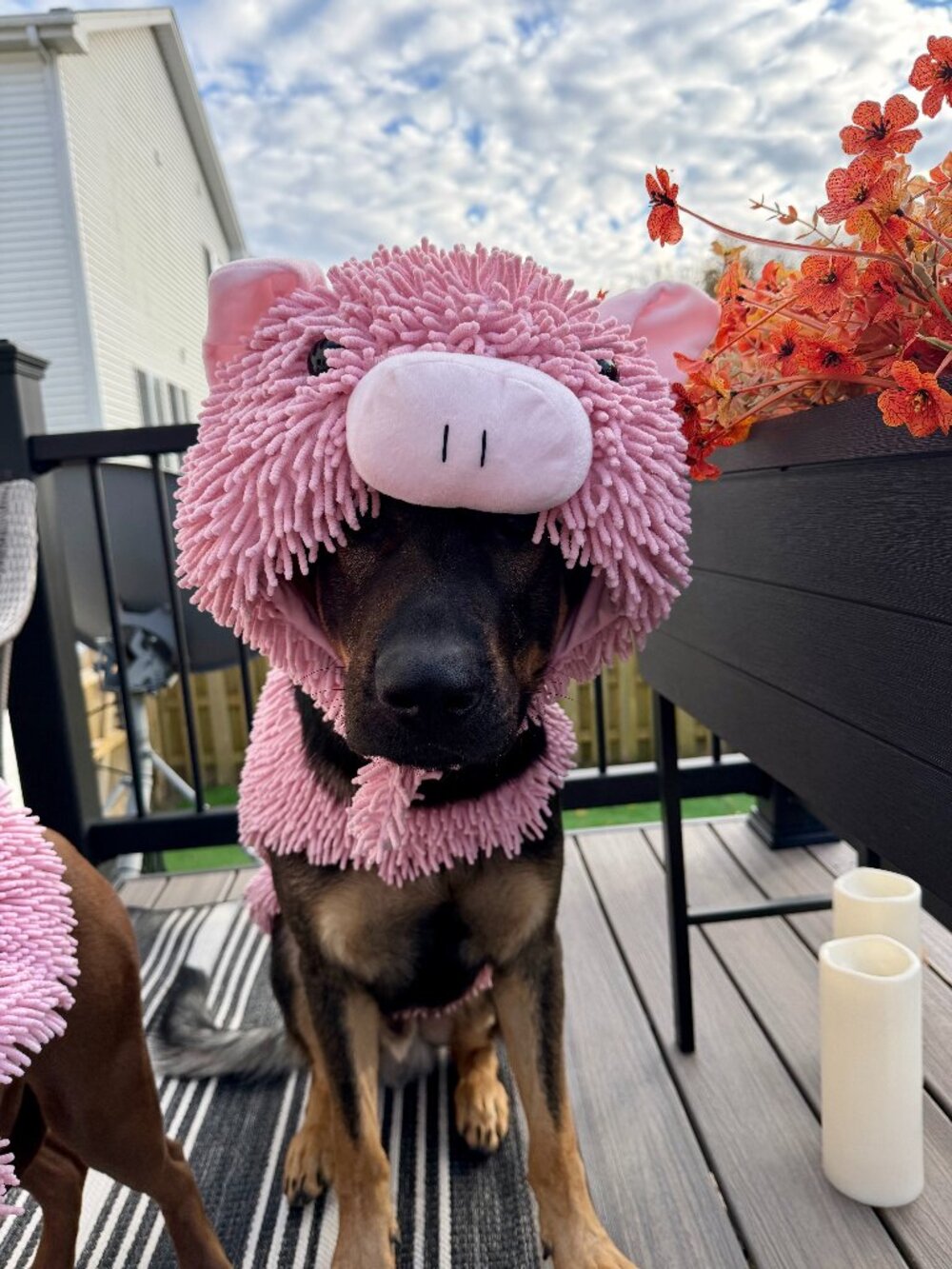 Spooky Night Plush Pig Costume for Dogs XXXL